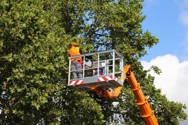 Reliable Harlan, IN Tree Services Solutions