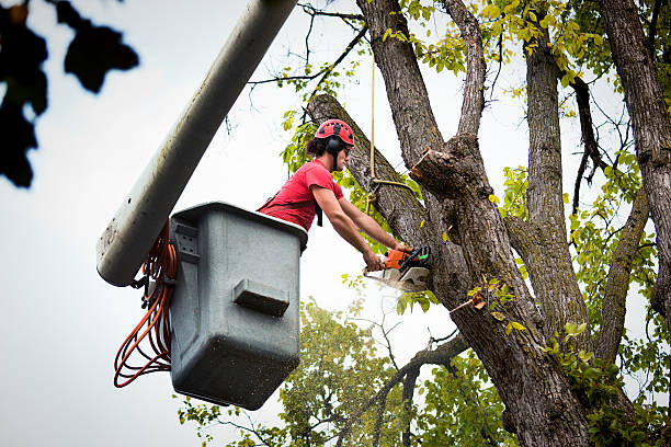 Best Fruit Tree Pruning  in Harlan, IN